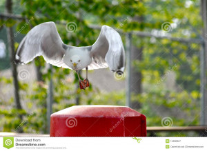 Funny Seagull Royalty Free Stock Photography Image