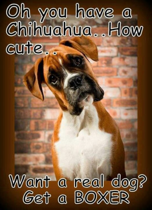 Funny because I have a chihuahua and a boxer- (my boxer is scared of ...