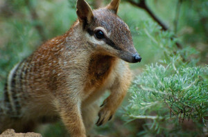 It’s not surprising Australians want to protect endangered species ...