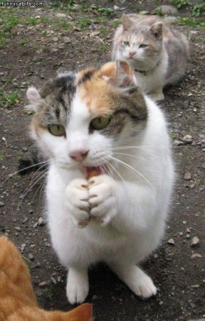 Spokidachshund Puppy Munching Flip Floporiginal Article