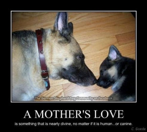 german shepherd dog a mothers love quote