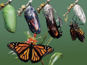 of a monarch butterfly, as it transforms from an inactive chrysalis ...