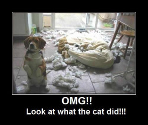 OMG look what the cat did