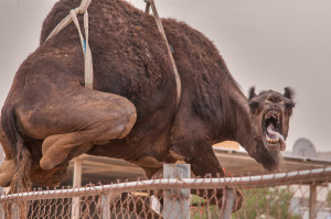 Large camel with loose tongue suspended by crane...Market, Abu Hamour ...