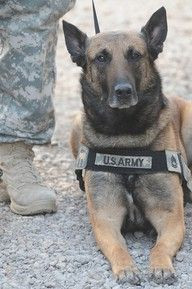 Military dogs protect our country and help the fellow policemen and ...
