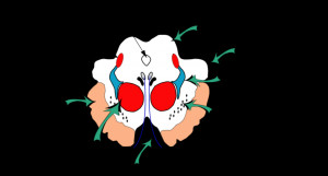 Midbrain Cross Section