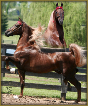 saddlebred horses for sale