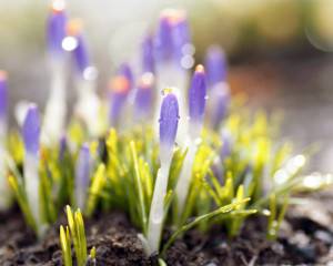 Native American Proverb