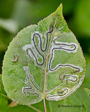 Insects Aspen Leaf Miners