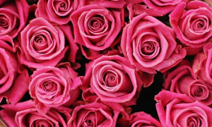 Roses-007.jpg