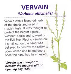 ... herbs magic herbs vervain pagan wiccan apothacari magic herbs herbs