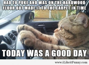 funny cat car driving carpet floor