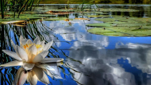 ... Wallpaper Abyss Explore the Collection Flowers Earth Water Lily 422113