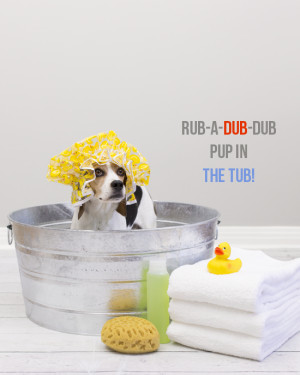 PET WELLNESS: HOW TO BATHE A DOG (AND HAVE SOME FUN!)