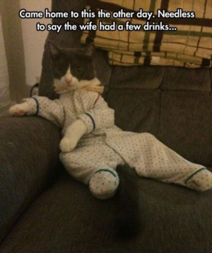 wife was drunk and dressed up the cat Funny Pictures And Quotes Of The ...