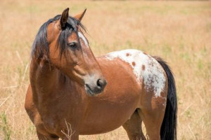 Appaloosa Horse Digit Club Horse Member Profile