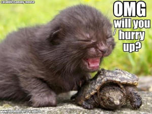 cute kitten cute baby turtle what is not to love it was sent to me on ...