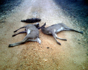 Two bucks and a coyote thrown in the road near my house. Bucks had ...