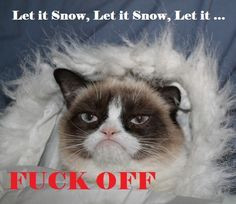 Grumpy Cat hates snow! More
