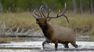 Bugling American Elk