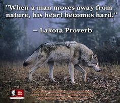 Native American Quotes About Nature 827aa2c2d593a9d8673d2fa616164c ...