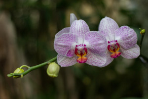 Orchid Show at Missouri Botanical Garden