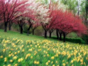 Free Spring Meadow Wallpaper
