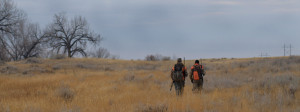 Coyote hunting, deer, Montana, Montana Wild, mule deer, rifle, calling ...