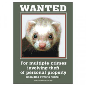CafePress > Wall Art > Posters > Ferret Wanted Poster