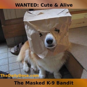 WANTED: Cute and Alive. The Msaked K-9 Bandit. TheDailyDose.com .