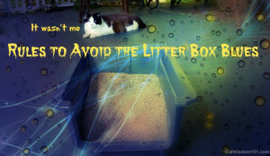 Vet 101 Litter Box Rules For Happy Cats