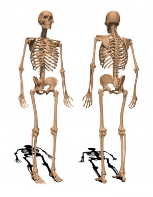 Human Body Bones And...