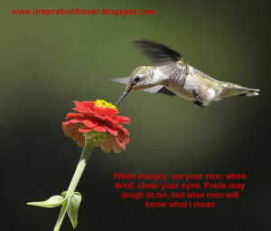 Beautiful Birds Wallpapers with Inspiration Quotes