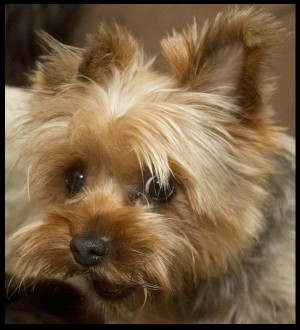 Yorkshire Terrier Cute Dogs