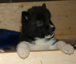 Dog Breeds Seeing Eye Very