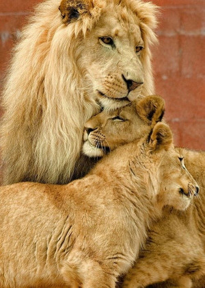 Here are some awesome visuals of a lion and lioness: