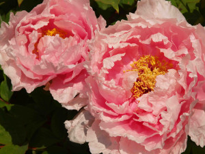 Peonies Flowers Pictures