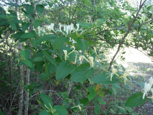 Shamo Honey Suckle Farms