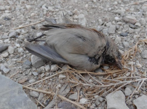 dead bird found in the Ghouta suburb on the outskirts of Damascus.