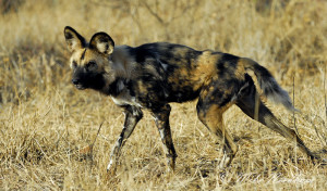 African Wild Hunting Dogs