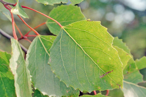 Big Tooth Aspen Leaf Macro