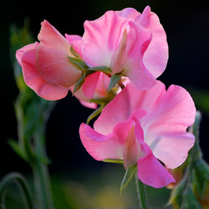 sweet pea mammoth deep rose