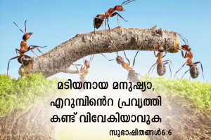 bible quotes related to ants, bible verses for work, malayalam bible ...