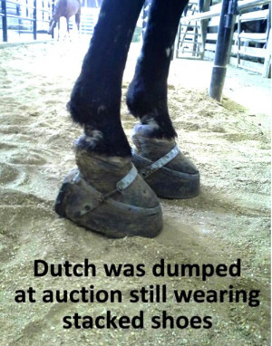 New Holland Horse Auction