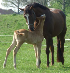 All Graphics » naruto horses