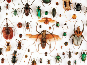 Richard Dawkins's review of The Social Conquest of Earth , by Edward O ...