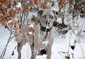 Dogs that are not merle