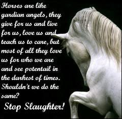 AGAINST HORSE ABUSE! - against-horse-slaughter Photo