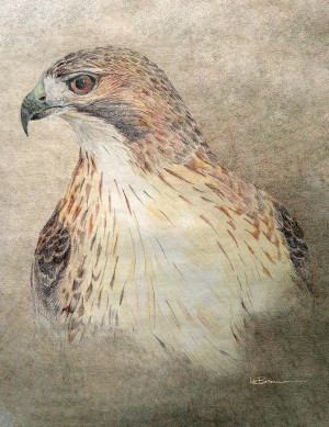 Red Tail Hawk Drawings Tailed