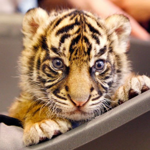 Cute Tiger Quotes Pictures